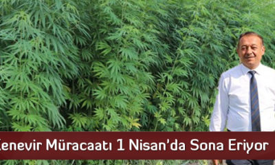 Kenevir Müracaatı 1 Nisan’da Sona Eriyor