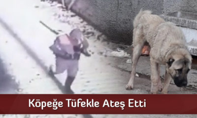 Köpeğe Tüfekle Ateş Etti