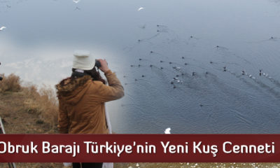 Obruk Barajı Türkiye’nin Yeni Kuş Cenneti Oldu