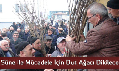 Süne ile Mücadele İçin Dut Ağacı Dikilecek