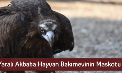 Yaralı Akbaba Hayvan Bakımevinin Maskotu Oldu