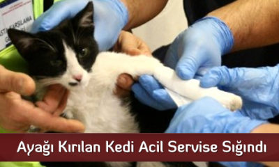 Ayağı Kırılan Kedi Acil Servise Sığındı
