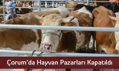 Hayvan Pazarları Kapatıldı