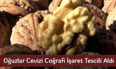 Oğuzlar Cevizine Coğrafi İşaret
