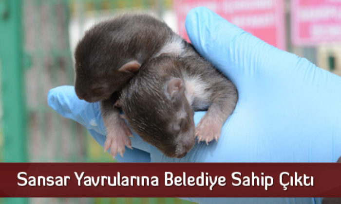 Sansar Yavrularına Belediye Sahip Çıktı