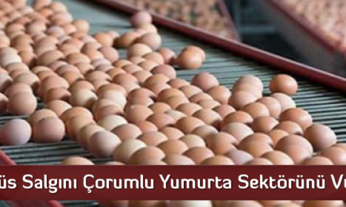 Virüs Salgını Çorumlu Yumurta Sektörünü Vurdu