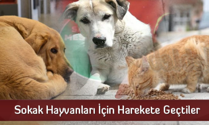Umumi Hıfzıssıhha Meclisi Sokak Hayvanları İçin Toplandı