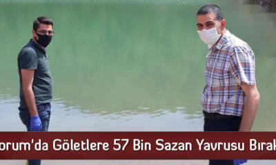 Çorum’da Göletlere 57 Bin Sazan Yavrusu Bırakıldı