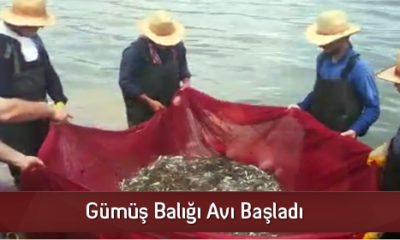 Gümüş Balığı Avı Başladı