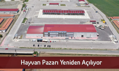 Hayvan Pazarı Yeniden Açılıyor
