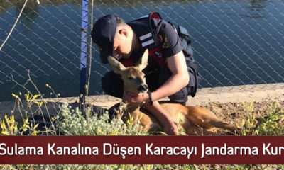 Sulama Kanalına Düşen Karacayı Jandarma Kurtardı