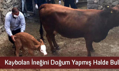 Kaybolan İneğini Doğum Yapmış Halde Buldu