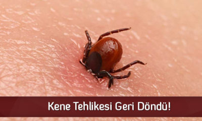 Kene Tehlikesi Geri Döndü!