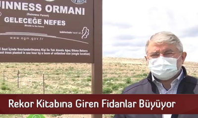 Rekor Kitabına Giren Fidanlar Büyüyor