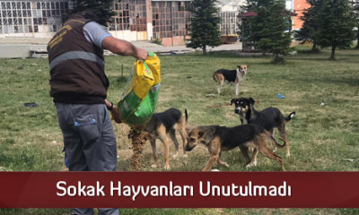 Sokak Hayvanları Unutulmadı