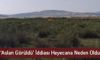‘Aslan Görüldü’ İddiası Heyecana Neden Oldu