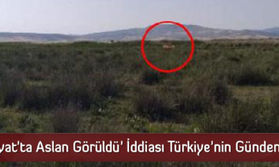 ‘Bayat’ta Aslan Görüldü’ İddiası Türkiye’nin Gündeminde