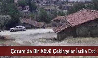 Çorum’da Bir Köyü Çekirgeler İstila Etti