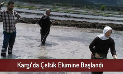 Kargı’da Çeltik Ekimine Başlandı