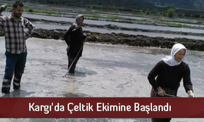 Kargı’da Çeltik Ekimine Başlandı