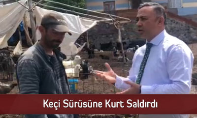 Keçi Sürüsüne Kurt Saldırdı