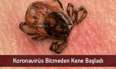 Koronavirüs Bitmeden Kene Başladı