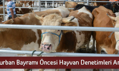 Kurban Bayramı Öncesi Hayvan Denetimleri Artıyor