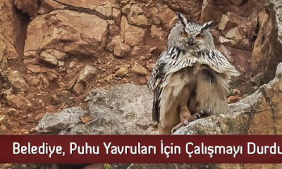 Belediye, Puhu Yavruları İçin Çalışmayı Durdurdu