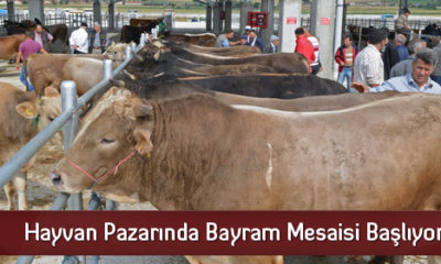 Hayvan Pazarında Bayram Mesaisi Başlıyor