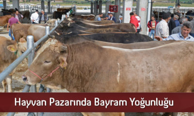 Hayvan Pazarında Bayram Yoğunluğu