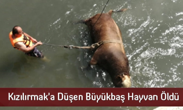 Kızılırmak’a Düşen Büyükbaş Hayvan Öldü