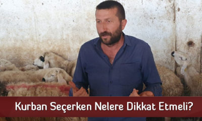 Kurban Seçerken Nelere Dikkat Etmeli?