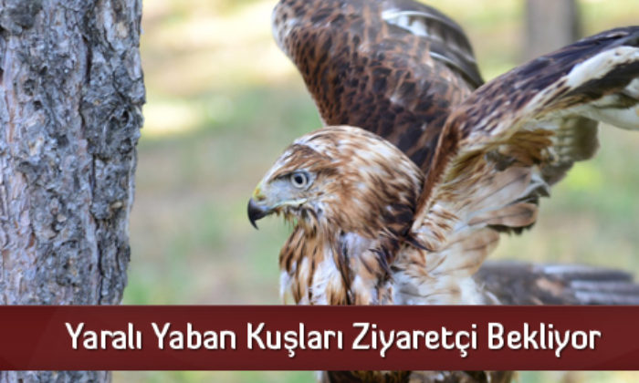 Yaralı Yaban Kuşları Ziyaretçi Bekliyor