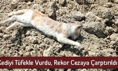 Kediyi Tüfekle Vurdu, Rekor Cezaya Çarptırıldı