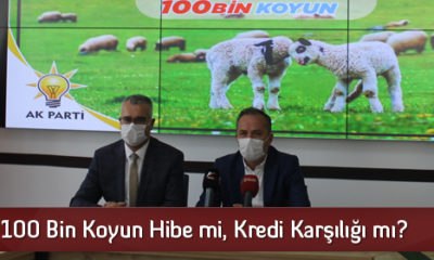100 Bin Koyun Hibe mi, Kredi Karşılığı mı?