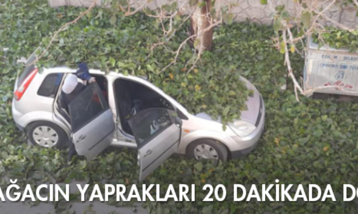Koca Ağacın Yaprakları 20 Dakikada Döküldü
