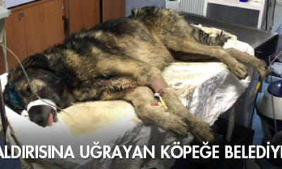 Kurt Saldırısına Uğrayan Köpeğe Belediye Yetişti