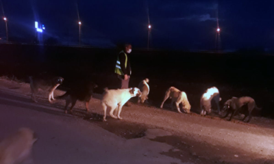 Sokak Hayvanları İçin Gece-Gündüz Demiyorlar