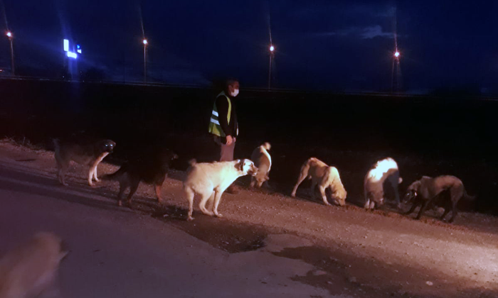 Sokak Hayvanları İçin Gece-Gündüz Demiyorlar