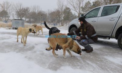 Belediye Sokak Hayvanlarını Unutmuyor