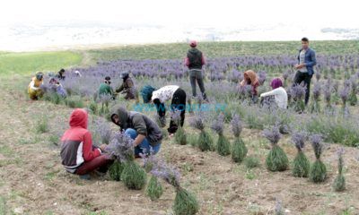 Gençlik Kolları Tıbbi Aromatik Bitki Yetiştiriciliği Kursu Açıyor