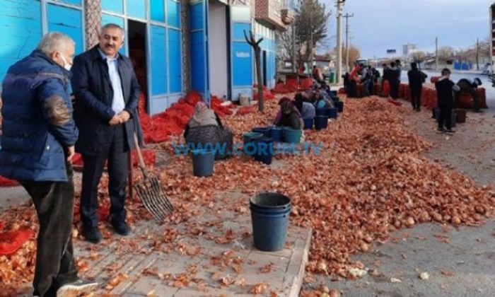 Şaltu: Türkiye’nin En İyi Soğanı Alaca’dan Çıkıyor