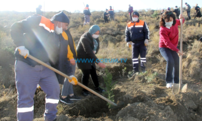 İYİ Partili Kadınlar Fidan Dikti