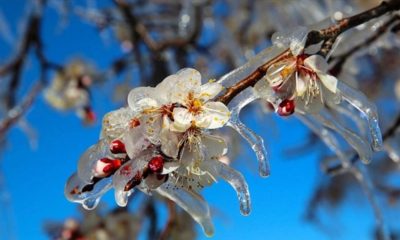 Meteorolojiden Zirai Don Uyarısı!
