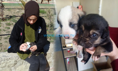 Annesi Kaybolan Yavru Köpeklere Belediye Ekipleri Sahip Çıktı