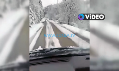 Yola Çıkan Geyikler Böyle Görüntülendi