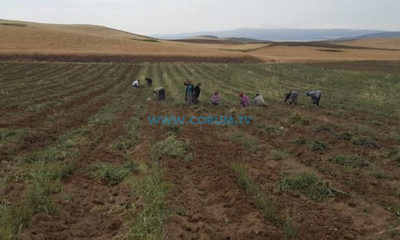 Çölyak Hastaları İçin Karabuğday Yetiştiriyor