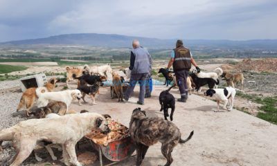 Sokak Hayvanları Unutulmadı