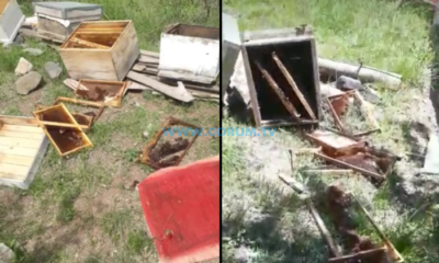 Ayılar, Köyün Huzurunu Kaçırdı