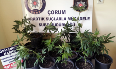 Hint Keneviri Operasyonu
